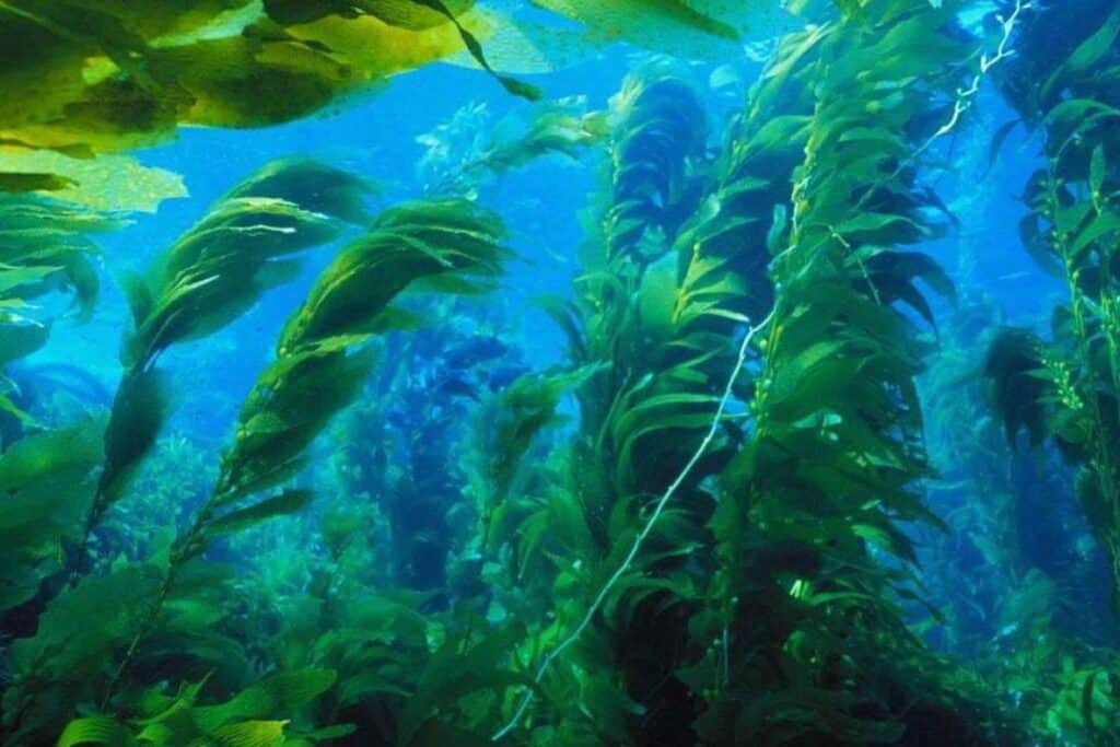 kelp-laminaria