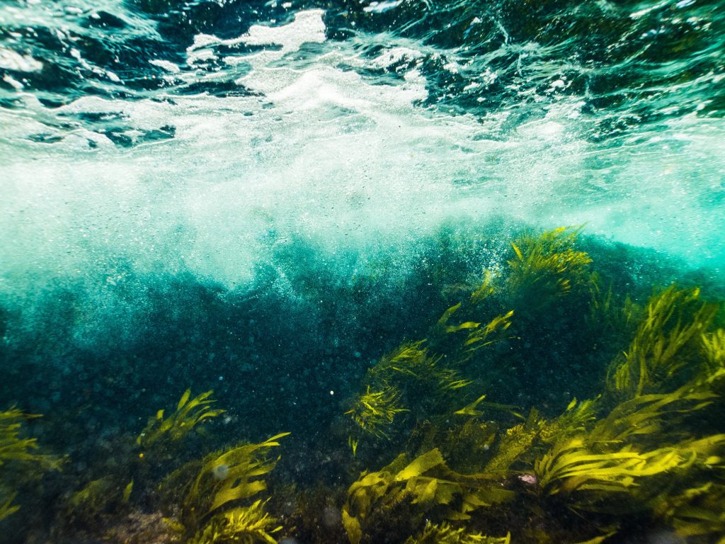 водорасли-ламинария